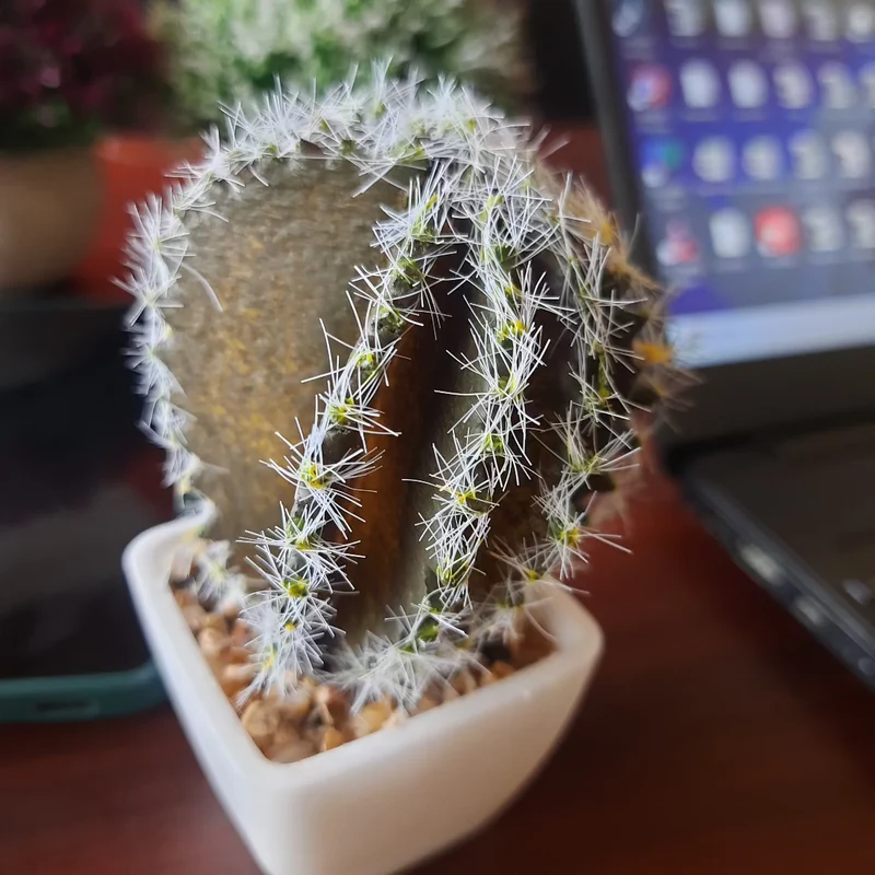 Mini Artificial Cactus Plant