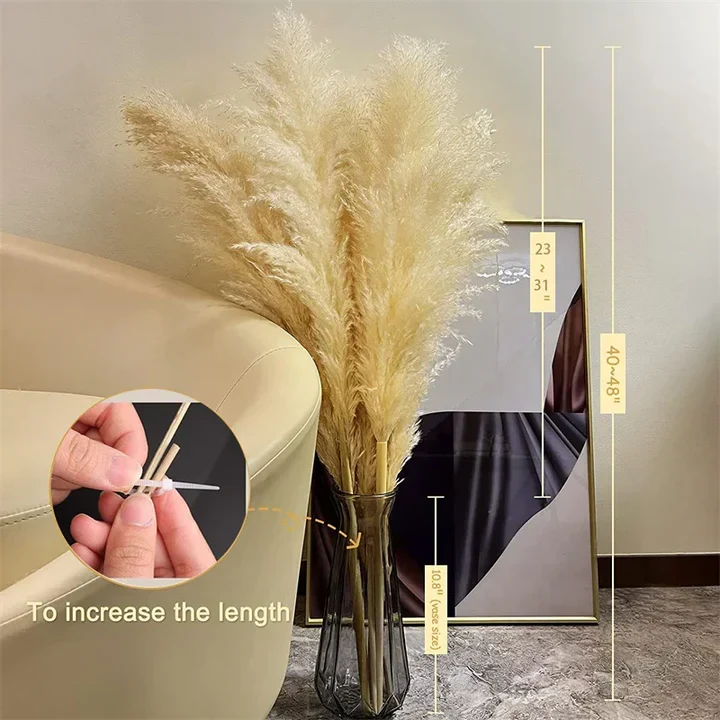 Herbe de Pampas Séchée - Décoration Bohème Naturelle