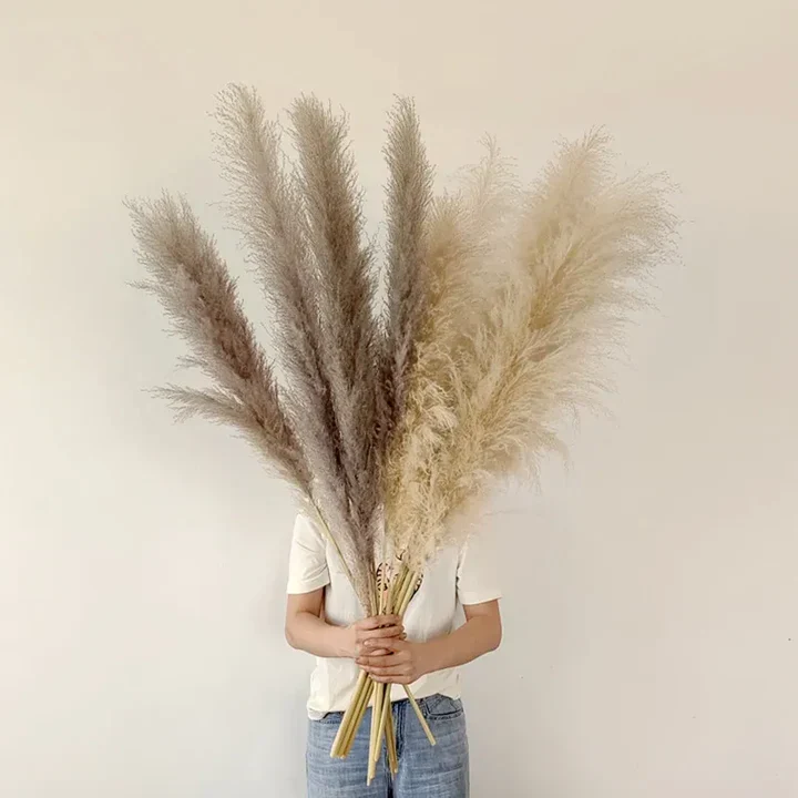 Herbe de Pampas Séchée - Décoration Bohème Naturelle