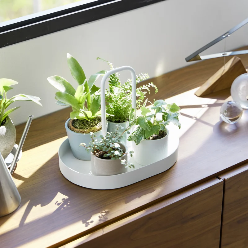 Tray with Handle