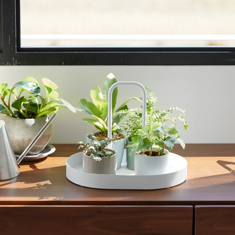 Tray with Handle