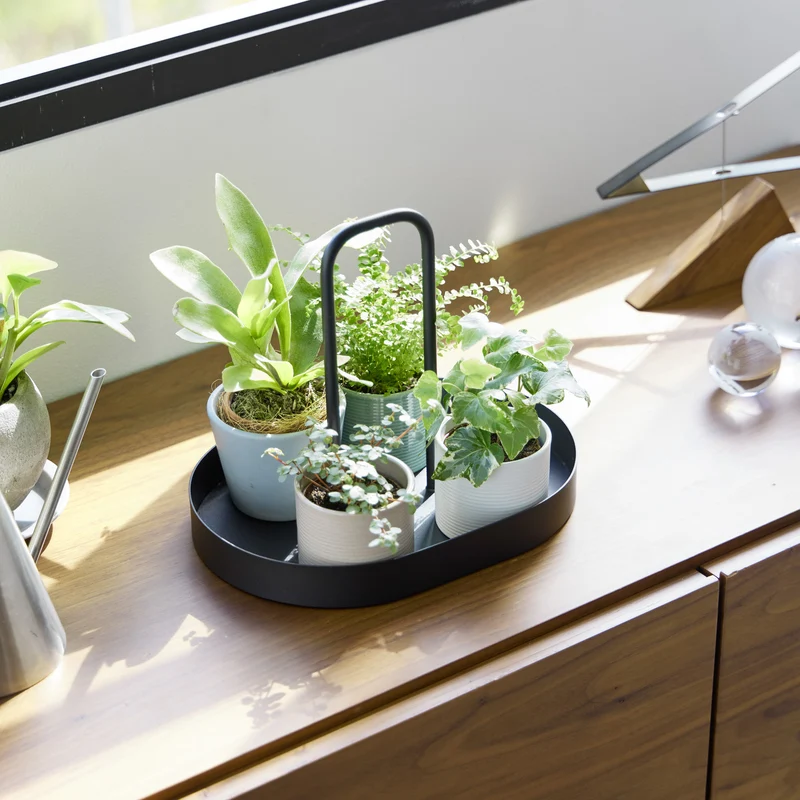 Tray with Handle