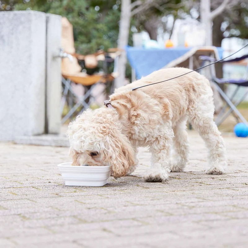 Foldable Pet Food Bowl L