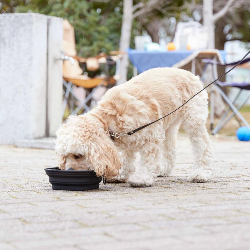 Foldable Pet Food Bowl L
