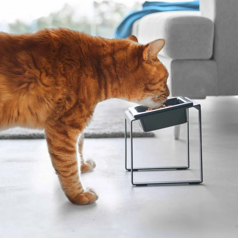 Angled Slow Feeder Pet Food Bowl Stand