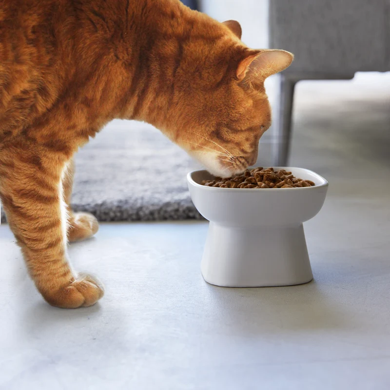 Ceramic Pet Food Bowl