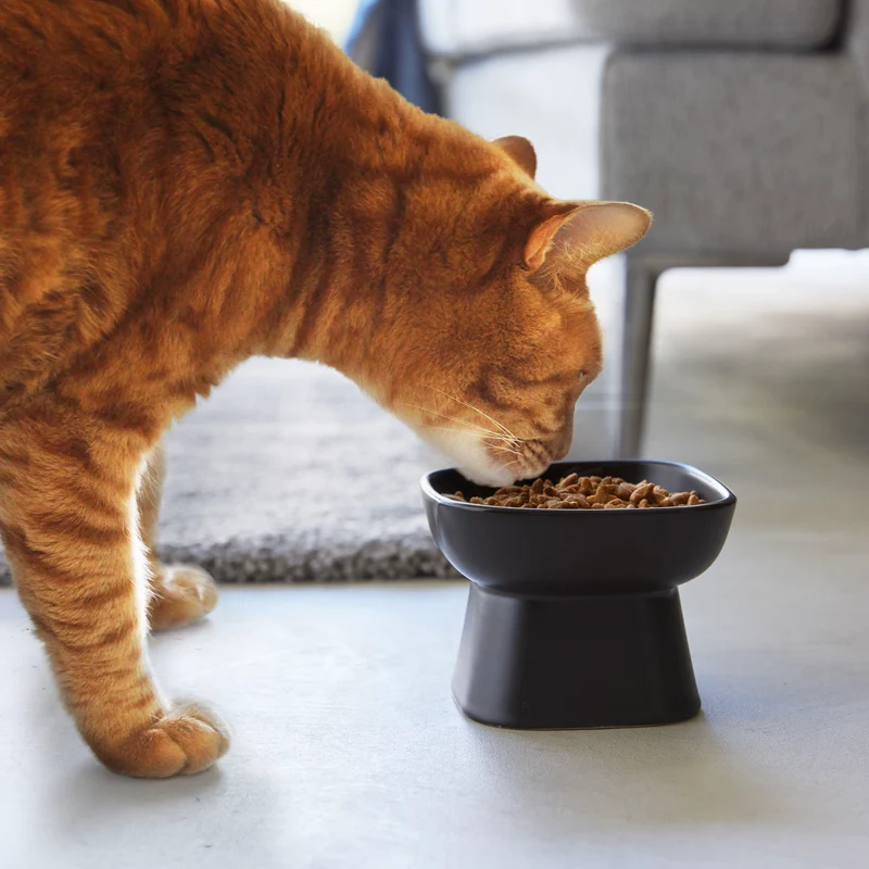 Ceramic Pet Food Bowl