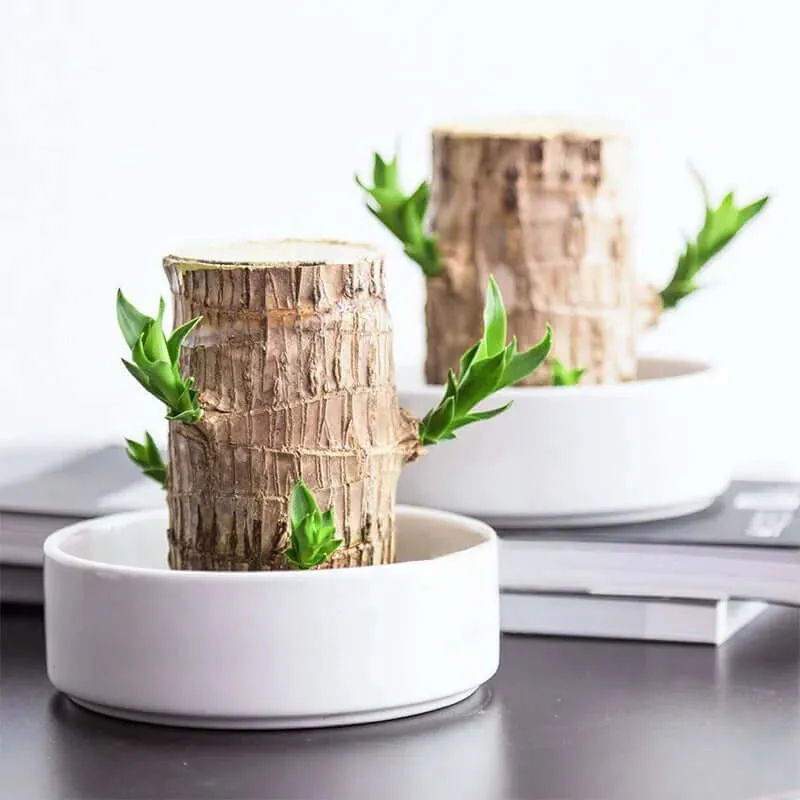 Plante Purificatrice