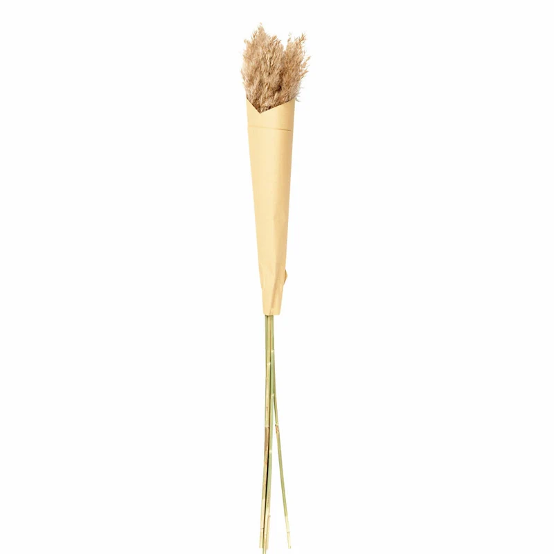 ASA Selection Pampasgras, Pampas Gras, Trockenblume, Gräser, Dekoration, Deko, 75 cm, Braun, 66327444